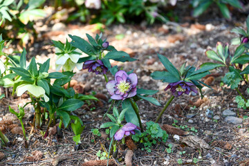 クリスマスローズ