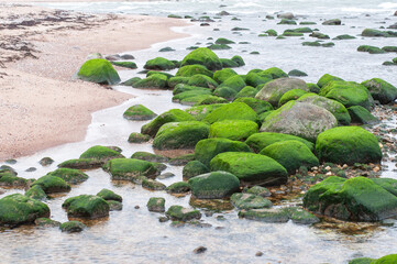 Beautiful stones overgrown with green algae in the sea