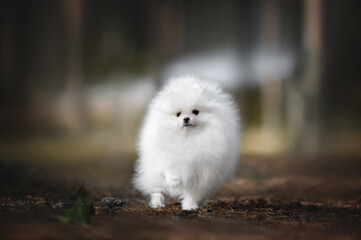 white fluffy pomeranian spitz puppy posing in the forest