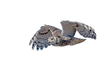 Great Horned Owl (Bubo virginianus) Photo, in Flight on a Transparent Background - 581098759