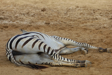 Fototapeta na wymiar The burchell zebra is eatting in farm at thailand