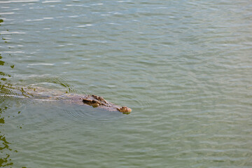 Close up big head crocodile is show head in river