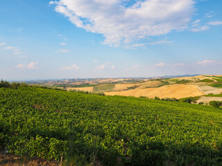 Vineyard View