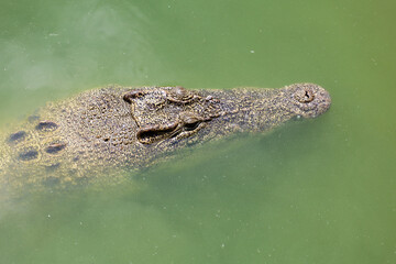 Close up big head crocodile is show head in river