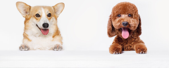 Obraz premium Funny portrait dog corgi and toy poodle breed on white table. Lovely fluffy cat licking lips. Free space for text. Mockup for your product. Gray background.