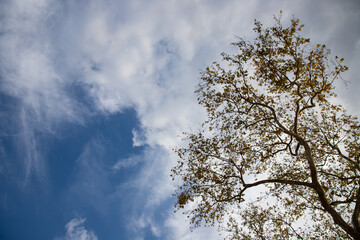 blue sky with trees in background blue sky background with clouds. Beautiful sunset sky above clouds with dramatic light. Fluffy clouds at sunset