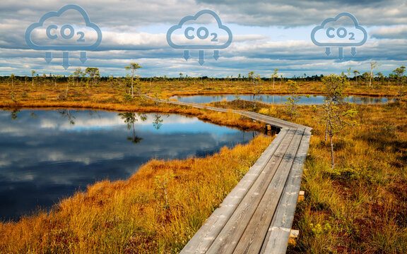 Carbon capture concept. Hiking trail trough the peat bog, which is a natural carbon deposit. Two bog pools..