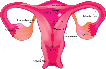 Anatomy of reproductive system