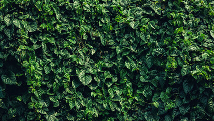 green leaf texture background in nature