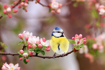 a small azure songbird in a spring flowering garden sits on an apple tree branch with rosebuds © nataba