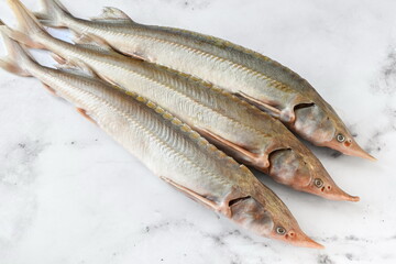 Raw sterlet fish on a light background before cooking