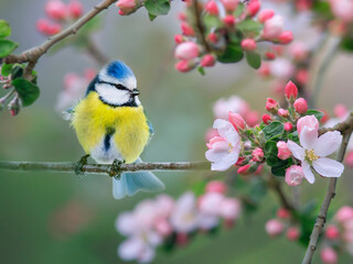 bright azure songbird in spring blooming garden sitting on a branch of an apple tree with pink buds