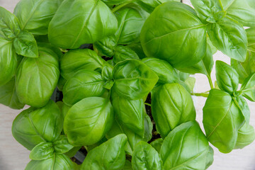 fresh basil with green leaves, close up of herbs for cooking