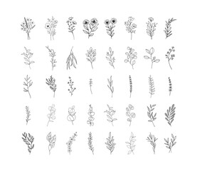 botanical elements vector illustration, minimal floral graphic sketch drawing, trendy tiny tattoo design, 