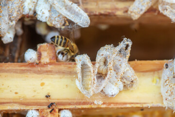 Fully-grown larvae form cocoons in comb debris, attached to frame or hive body. Larvae chew...