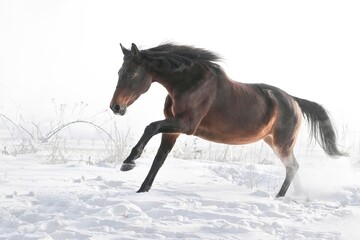 Fototapeta na wymiar Pferd im Schnee