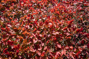 鮮やかな赤のドウダンツツジ(11月)