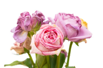 pink roses isolated on white
