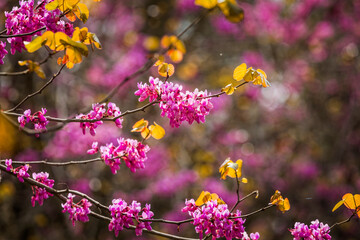 Cercis siliquastrum or Judas tree, ornamental tree blooming with beautiful pink colored flowers. Eastern redbud tree blossoms in spring time. Soft focus, blurred background. Spring in Israel