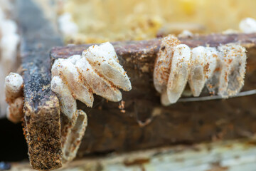 Fully-grown larvae form cocoons in comb debris, attached to frame or hive body. Larvae chew cavities to cement the cocoons, and lasting damage is done to frame