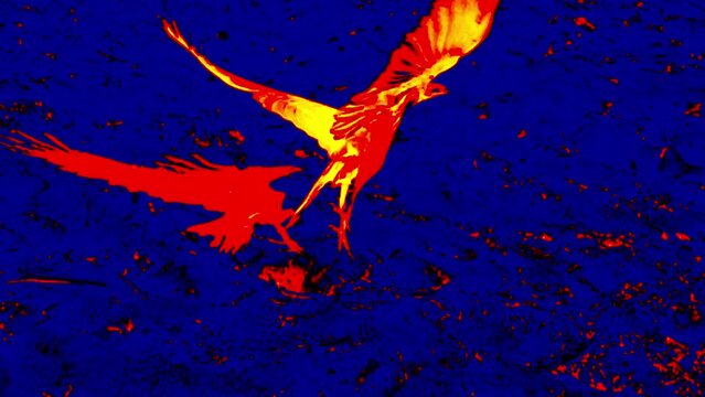 As the bird takes off, so does its shadow. In analog analysis flat shooting technique, almost inconspicuous objects (flat image), Illustration of thermal image. Super slow motion 1000 fps.