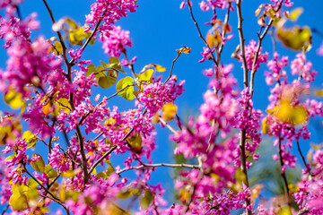 Cercis siliquastrum or Judas tree, ornamental tree blooming with beautiful pink colored flowers. Eastern redbud tree blossoms in spring time. Soft focus, blurred background. Spring in Israel