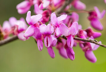 Fototapeta na wymiar Cercis siliquastrum or Judas tree, ornamental tree blooming with beautiful pink colored flowers. Eastern redbud tree blossoms in spring time. Soft focus, blurred background. Spring in Israel