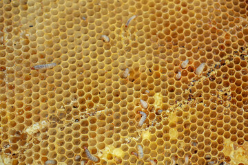 Waxworms, caterpillar larvae of wax moths, on damaged beeswax, frame with waxed wax moth.