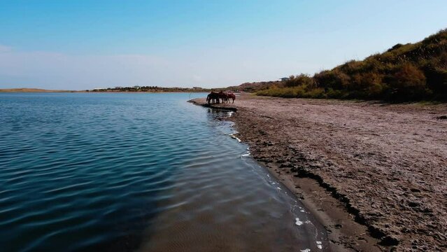 A herd of horses on the shore of Lake Aydarkul.