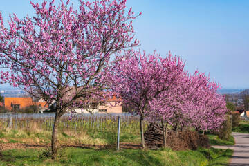 Fototapeta premium Beautiful pink blooming almond trees along a path near Edenkobemn/Germany in the Palatinate
