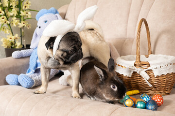 Easter Pug and Rabbit, Dog with Rabbit Ears, Pet Friendship at Home