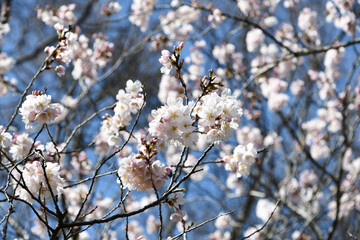 桜（ソメイヨシノとシナオウトウの交配種）