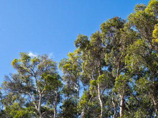 Eucalyptus Trees under Blue Sky at Punchbowl Crater, Hawaii.