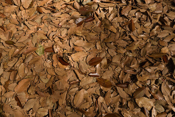 Climbing Mt. Tsukuba, Ibaraki, Japan