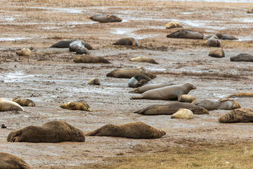 Obraz premium Grey Seals on a Beach