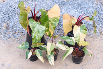 Philodendron Red Emerald variegated / Philodendron Stawberry shake 