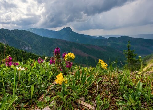 Spring meadow, Tatra mountains, southern Poland in mountains High Tatras under Kasper peak Kasprowy Wierch