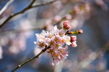 啓翁桜