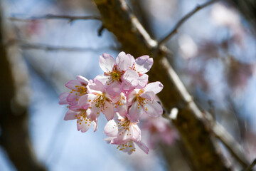 啓翁桜