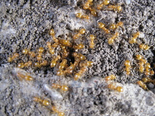Yellow ants macro!