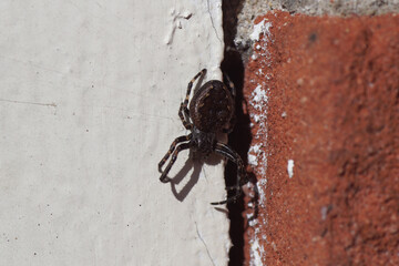 Closeup walnut orb-weaver spider (Nuctenea umbratica), family Araneidae. On the window frame next to a crack near the wall in the sun in winter, March.