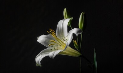  a white flower with green leaves on a black background with a black background behind it and a white flower with green leaves on a black background.  generative ai