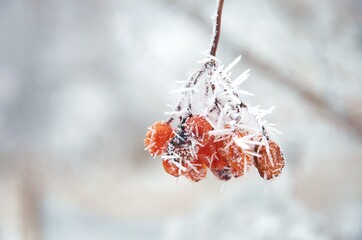 red berries covered with snow