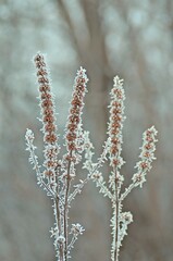 close up of branches
