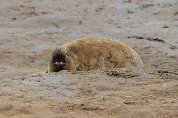 Fototapeta premium Grey Seal Cow in the Dunes