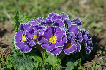 Blooming primrose in special color, blue with white edge.