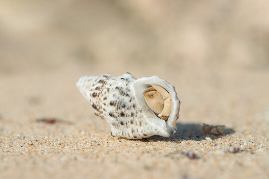 Hermit crab (Paguroidea) hides in a suitable shell on a sandy the beach.