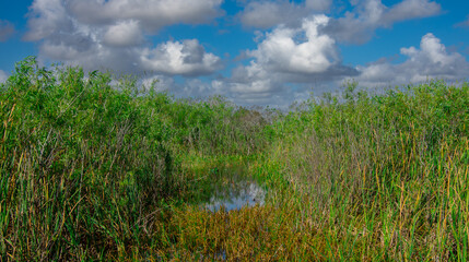 View of a small river inside Everglades park in Florida USA