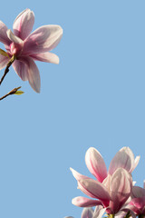 Fototapeta premium Spring banner with magnolia flowers on a background of blue sky with sunny light