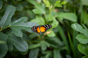 butterfly on a flower